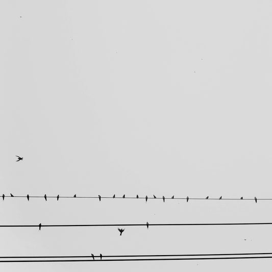 a flock of birds sitting on top of power lines