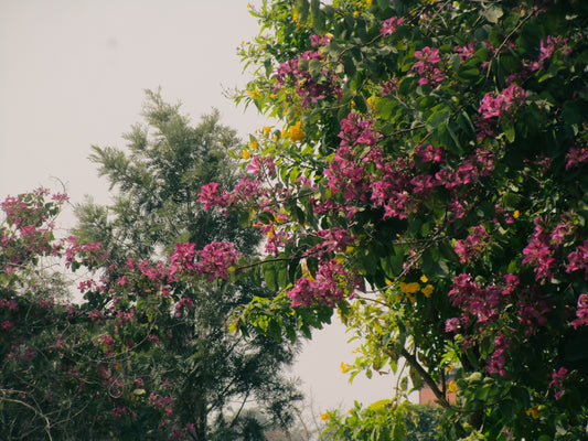 a tree filled with lots of purple flowers