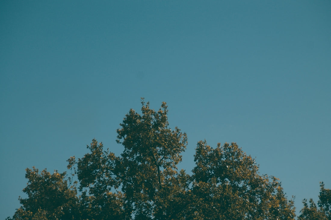 Treetops against a clear blue sky.