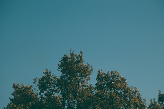 Treetops against a clear blue sky.